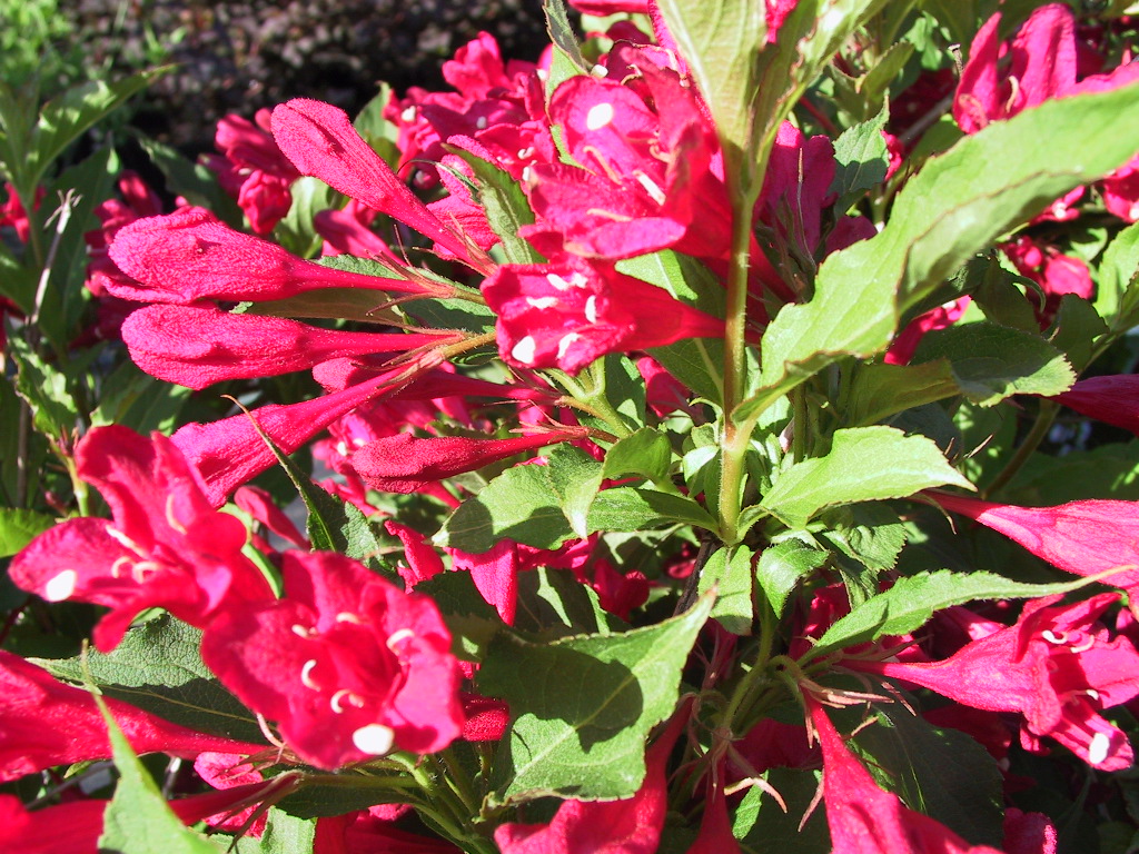 Weigela Red Prince.jpg